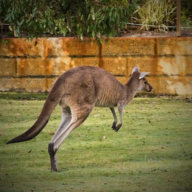 juego el canguro - Cómo corren los canguros