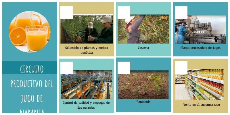 circuito productivo del jugo de naranja - Cómo es la producción de la naranja