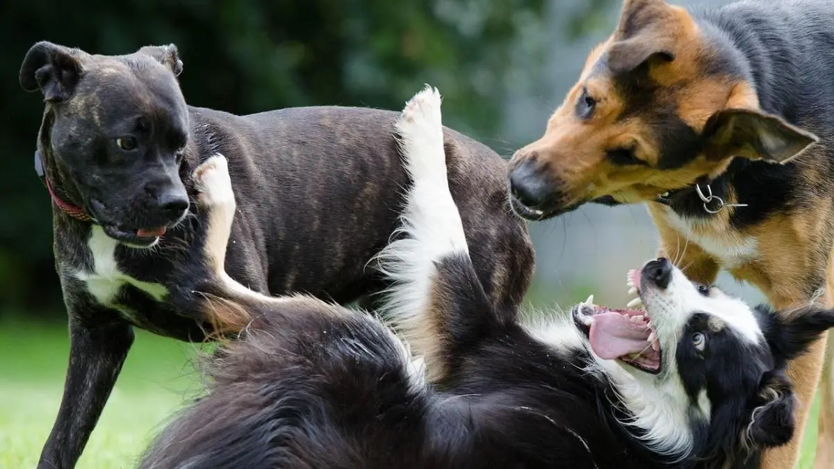 perros jugando con otros perros - Cómo hacer que mi perro no sea tan bruto