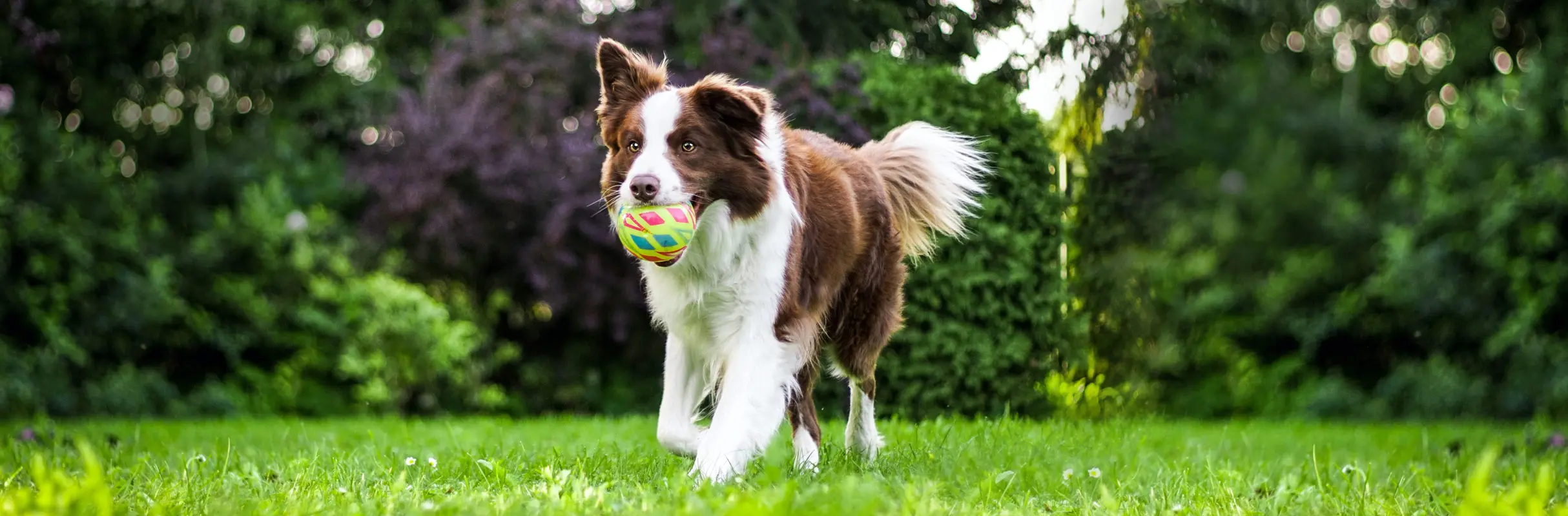 jugar a perros y gatos - Cómo hacer socializar a un perro y un gato