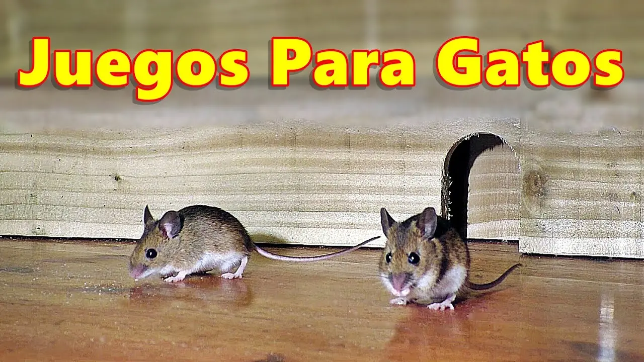 ratones para jugar gatos - Cómo juega un gato con un raton