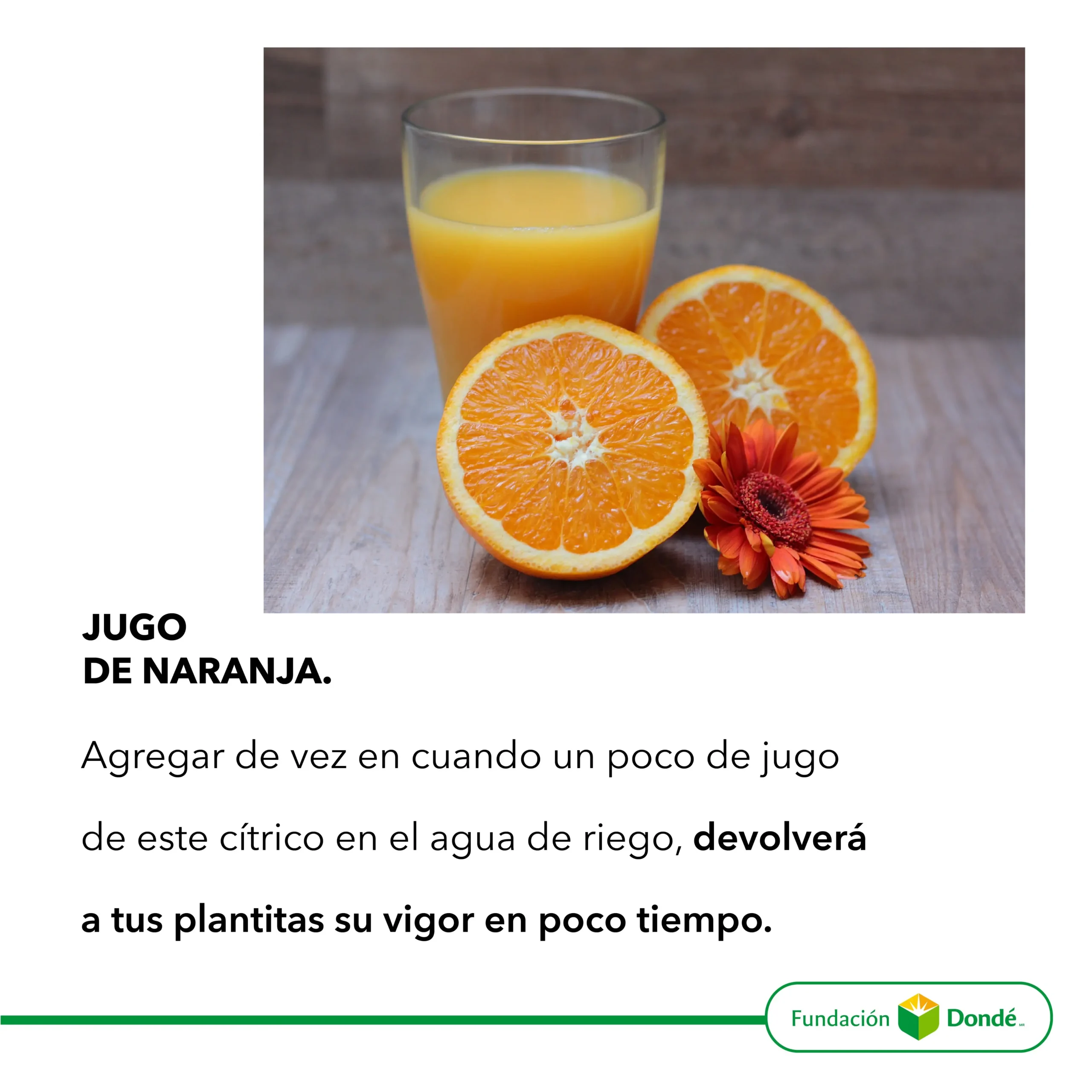 jugo que nutre las plantas - Cómo se alimentan las plantas