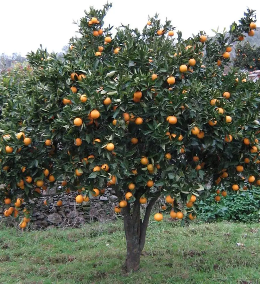 arbol de naranja de jugo - Cómo se cultiva el árbol de naranja