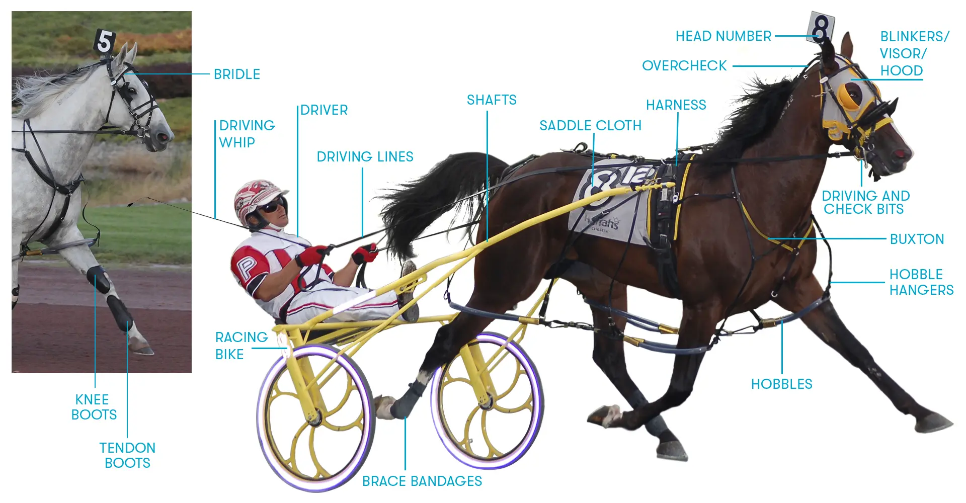 juegos de carreras de caballos de trote - Cómo se le llama al deporte de las carreras de caballos