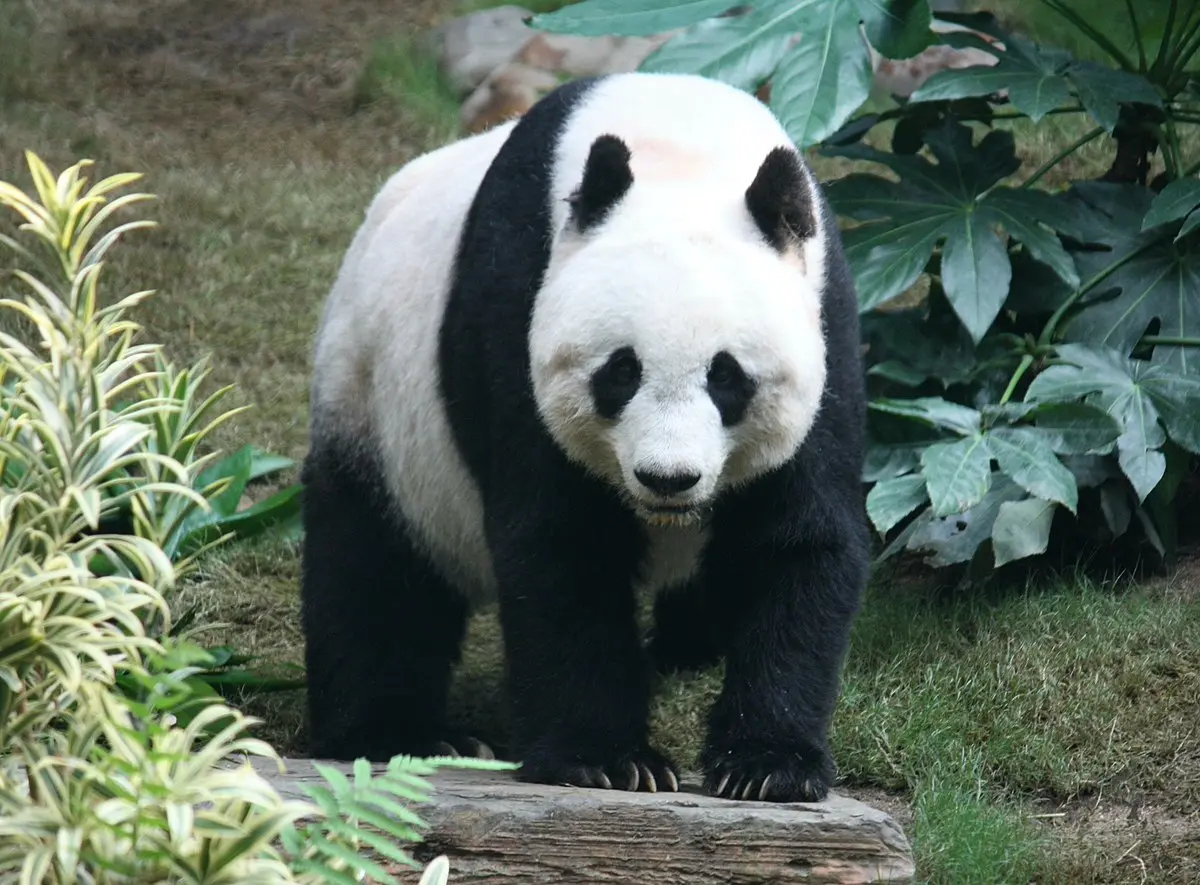 panda tomando jugo - Cómo se llama panda