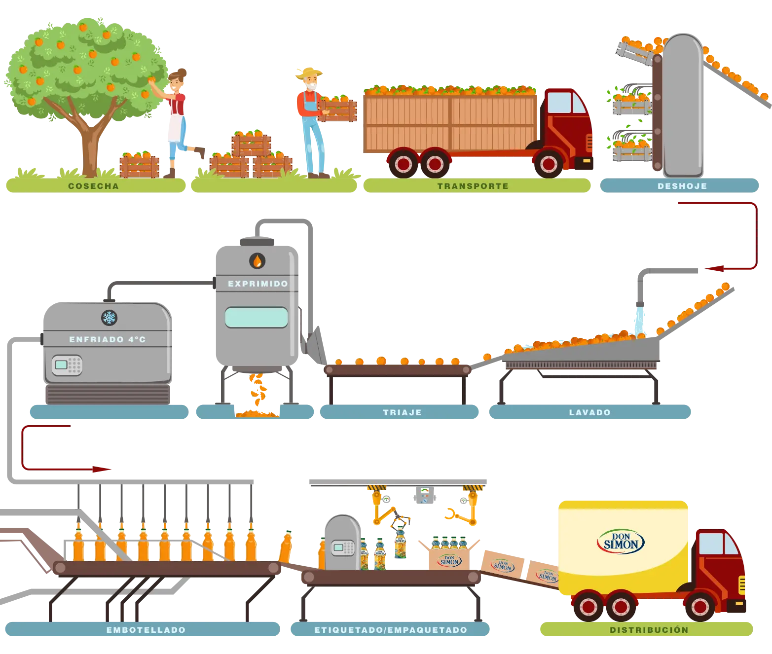 circuito productivo del jugo de naranja - Cuál es el ciclo de vida de la naranja