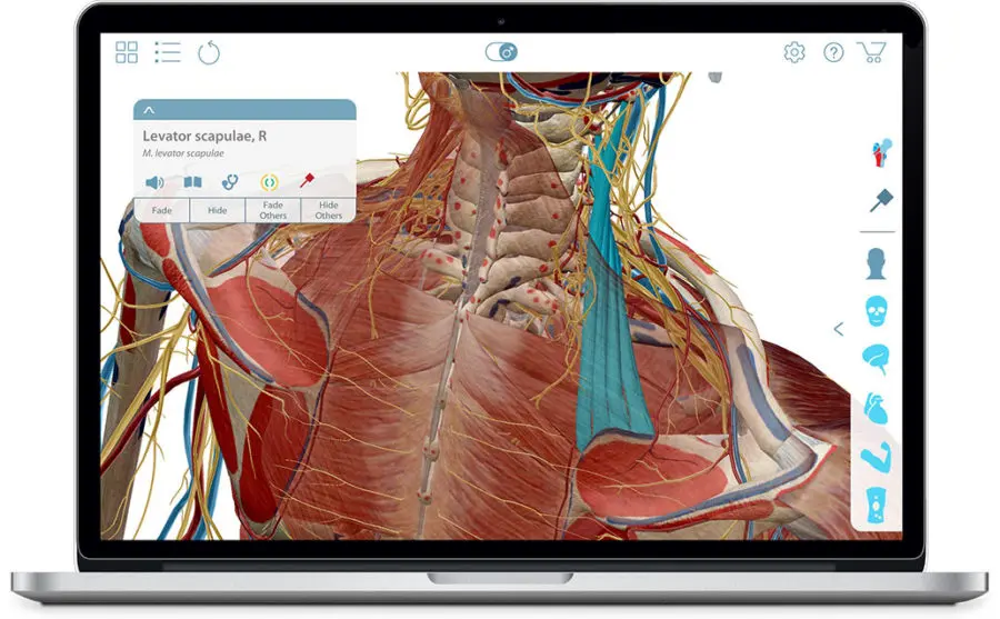aprende anatomia jugando - Cuál es la mejor app para anatomía