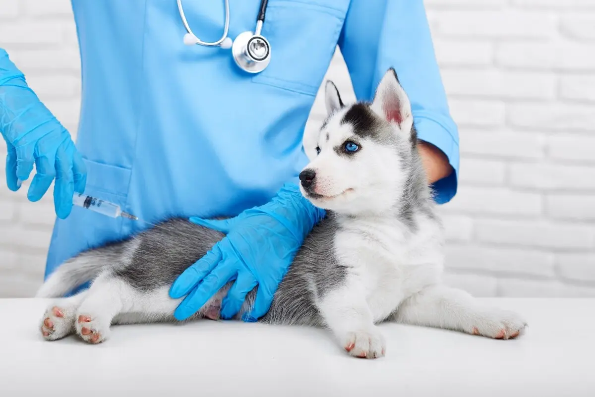 juegos de vacunar perros - Cuáles son las 3 primeras vacunas de un cachorro