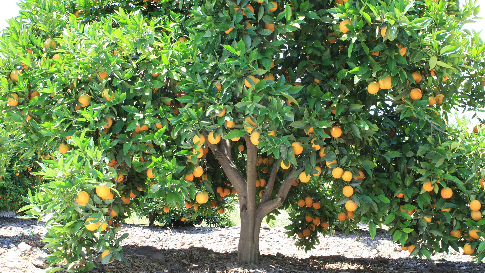 arbol de naranja de jugo - Cuánto tiempo tarda en dar fruto un árbol de naranja