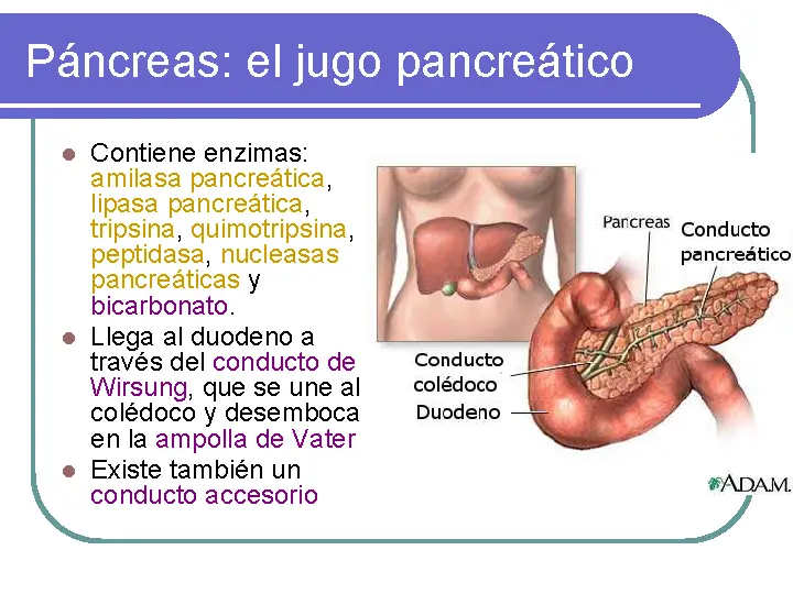 donde desemboca el jugo pancreatico - Dónde desemboca el conducto pancreático principal o de Wirsung )