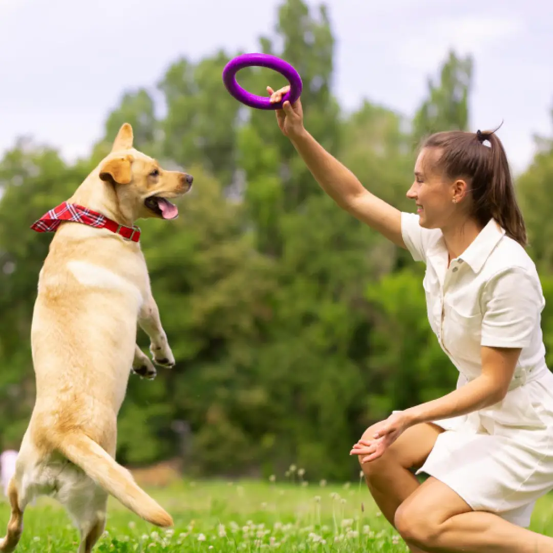 jugar a perros y gatos - Jugarán perros y gatos juntos