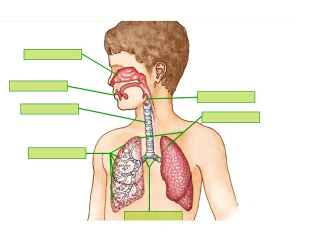 juego interactivo sistema respiratorio - Qué actividades físicas podemos realizar para fortalecer nuestra salud respiratoria