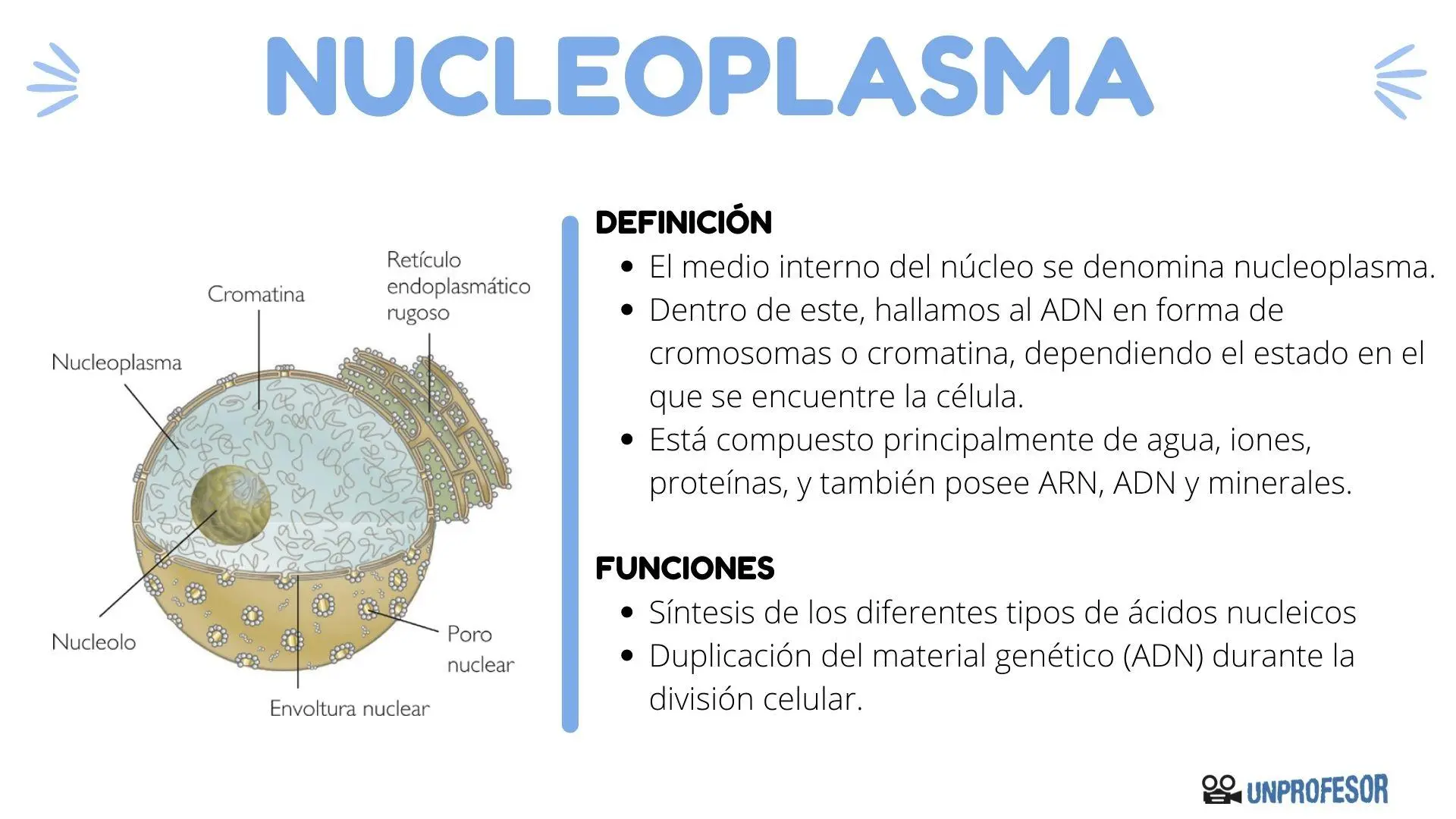 caracteristicas del jugo nuclear - Qué características presenta la envoltura nuclear