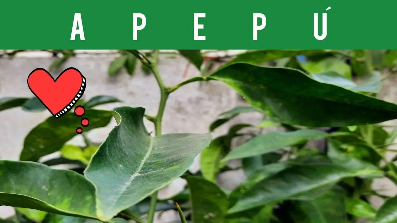 beneficios del jugo de apepú - Qué es el apepú