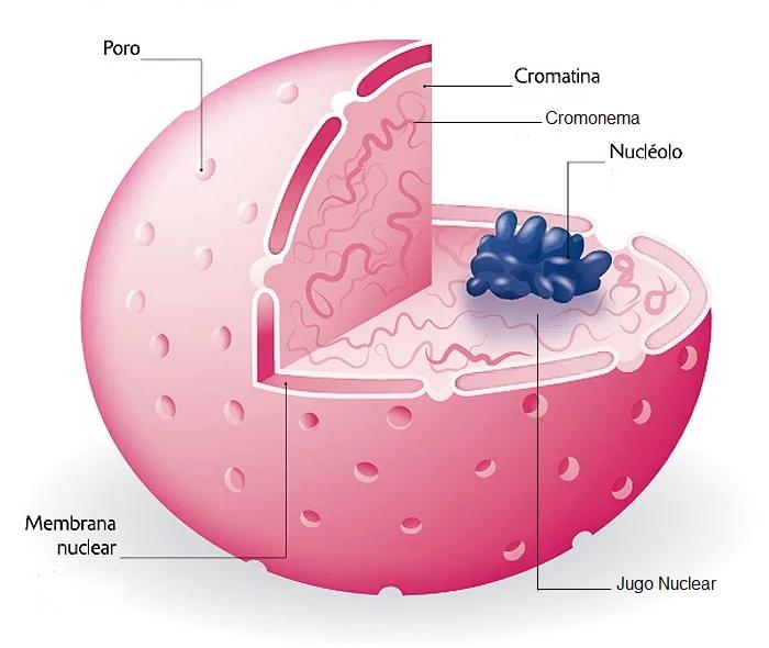 jugo nuclear de la celula - Qué es el núcleo de las células
