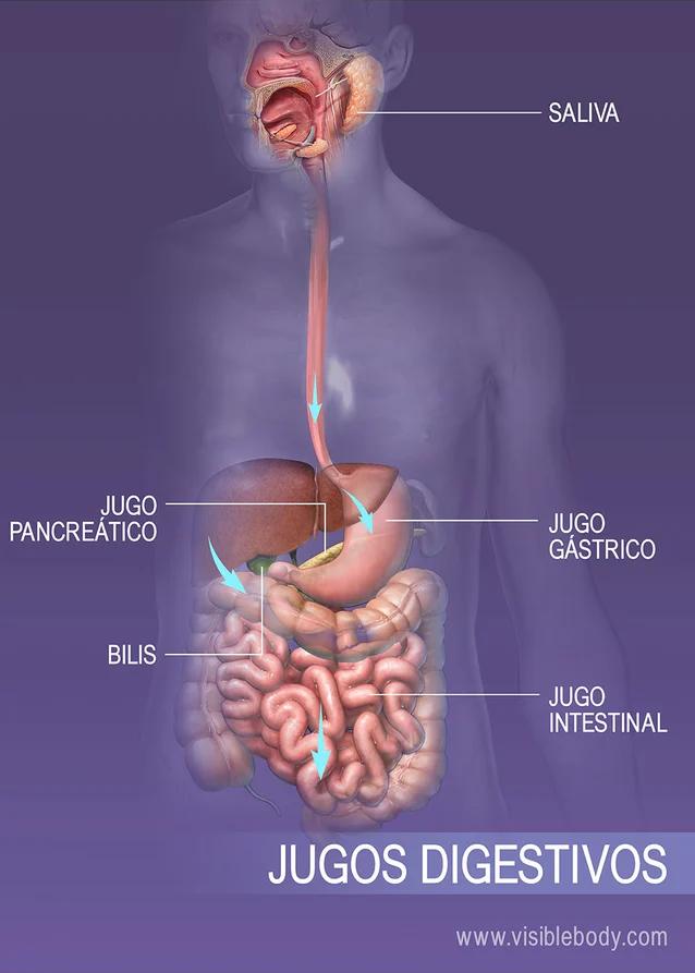 el higado produce jugos gastricos - Qué pasa cuando el alimento llega al hígado