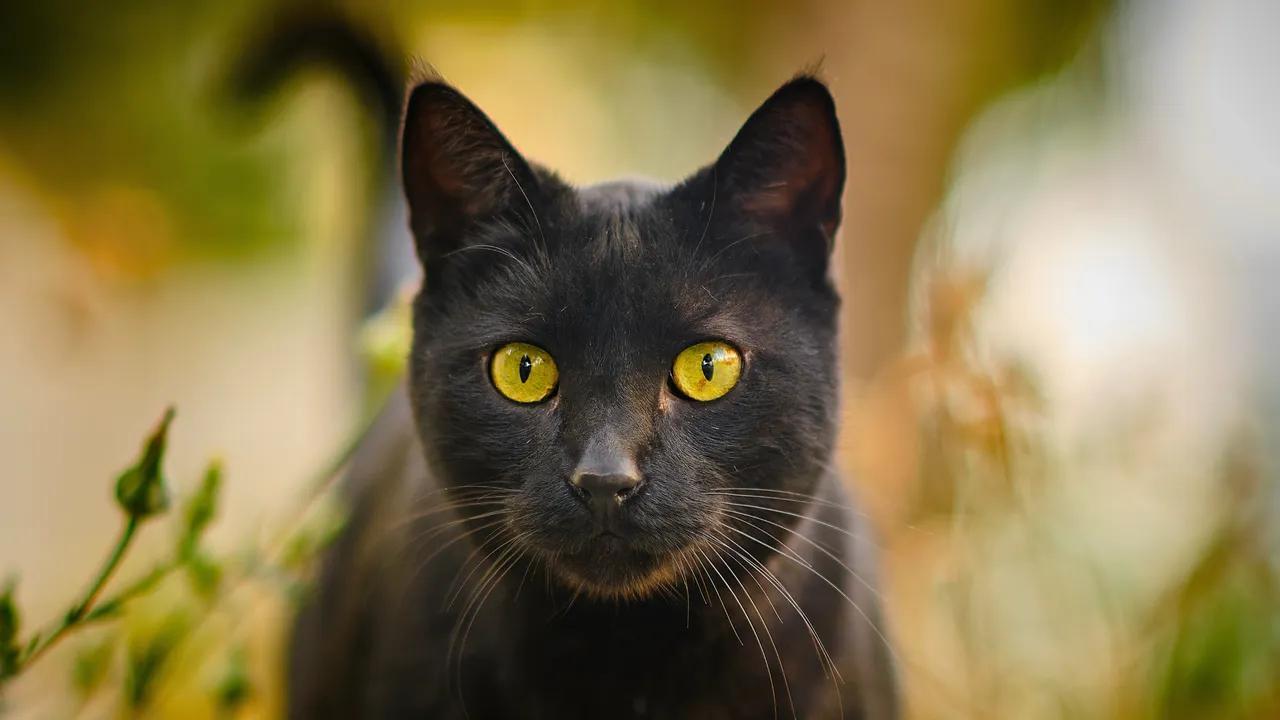 gato negro jugando - Qué quiere decir que un gato negro se te acerque