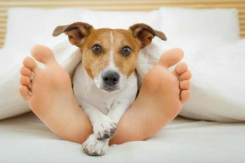 porque mi perro juega en mis pies - Qué significa que un perro se eche en tus pies