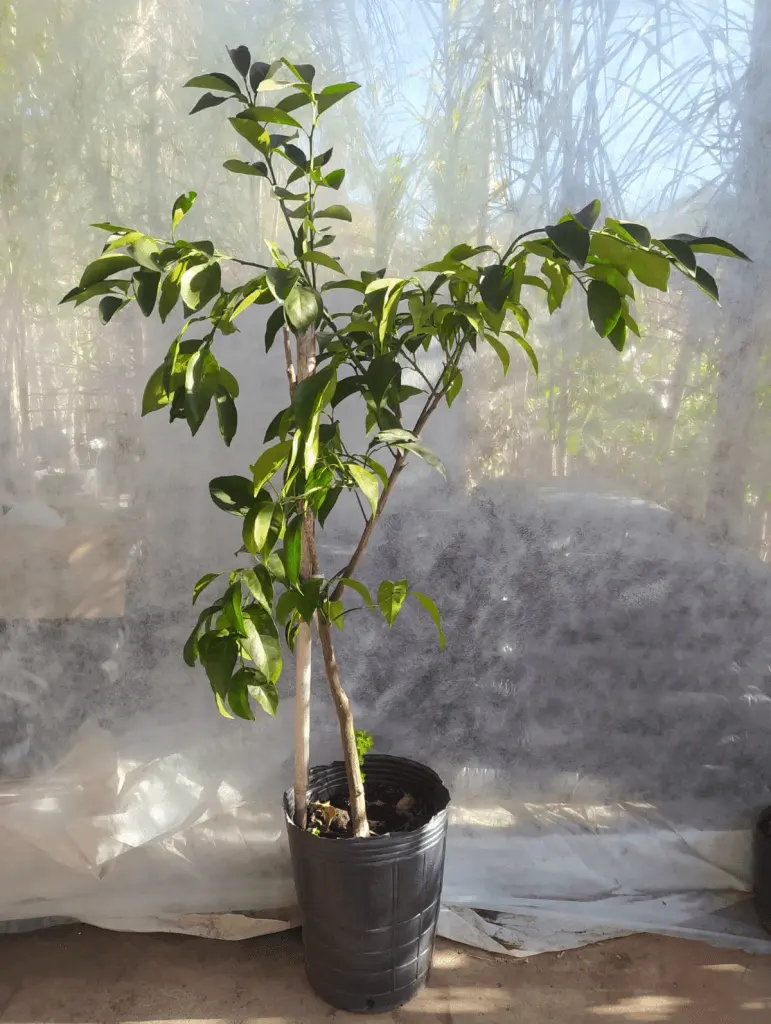 arbol de naranja de jugo - Qué tanto crece un árbol de naranja